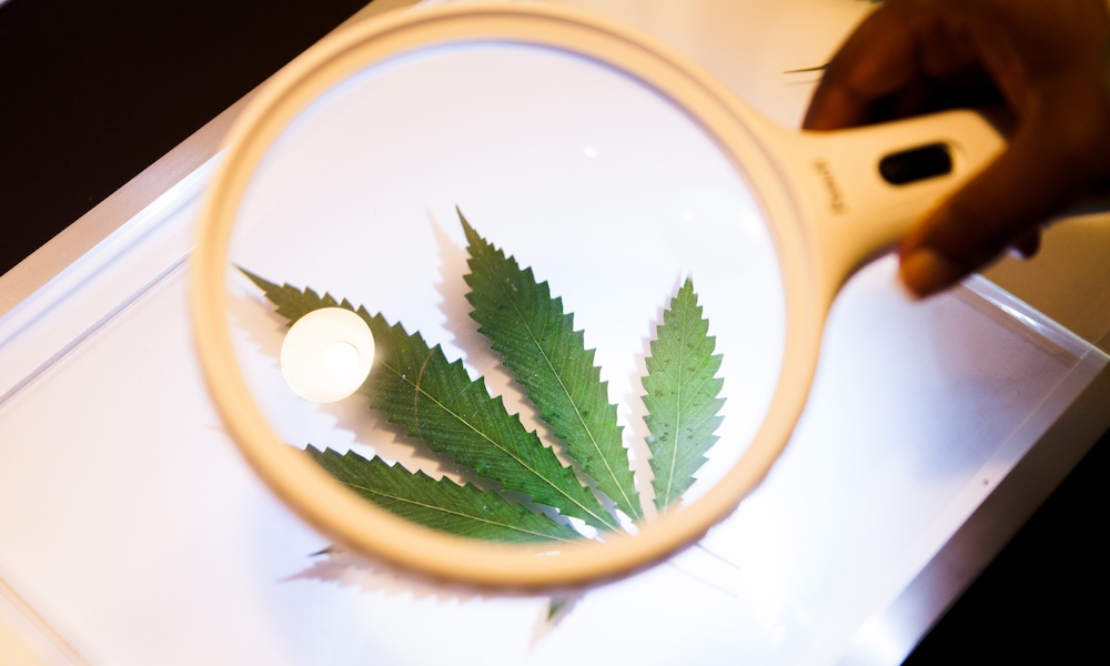 Magnifying glass examining a cannabis leaf on a light table, symbolizing scientific analysis, research, or inspection of marijuana plants.