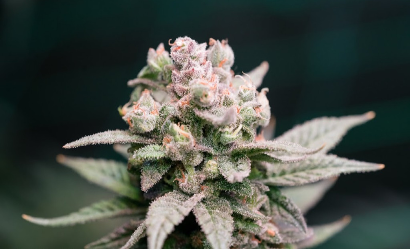 Macro view of a frosty cannabis flower with dense trichomes and light orange pistils against a dark green background.