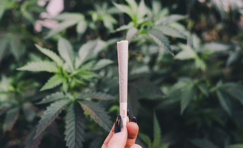 A persons hand with black nail polish holding a pre-rolled joint (with a RAW brand filter) in front of a background of green cannabis plants.