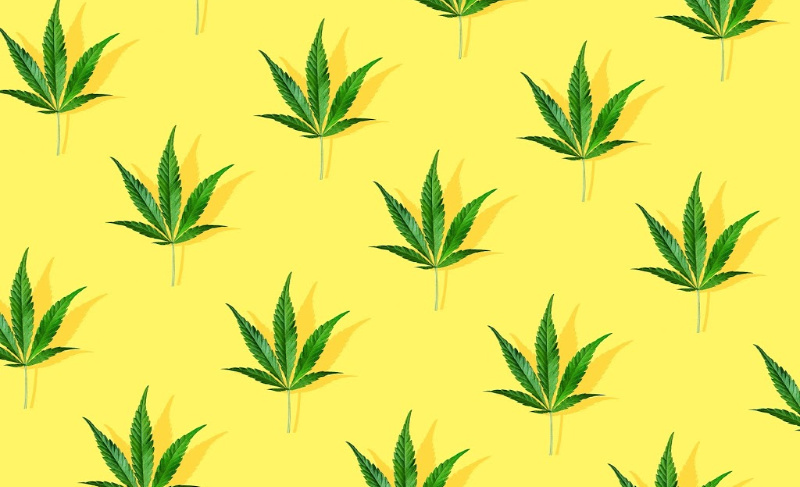 A pattern of vibrant green cannabis leaves arranged in diagonal rows against a bright yellow background.
