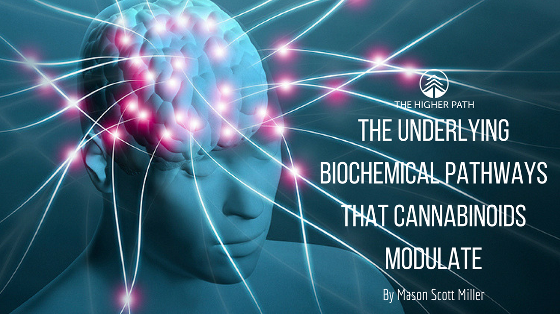 Stylized illustration of a human head with a glowing brain and interconnected light pathways, alongside text reading ‘The Underlying Biochemical Pathways That Cannabinoids Modulate’ by Mason Scott Miller, branded by The Higher Path.