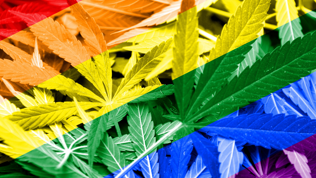 Close-up of cannabis leaves overlaid with diagonal rainbow stripes, creating a pride flag–inspired, multicolored effect.