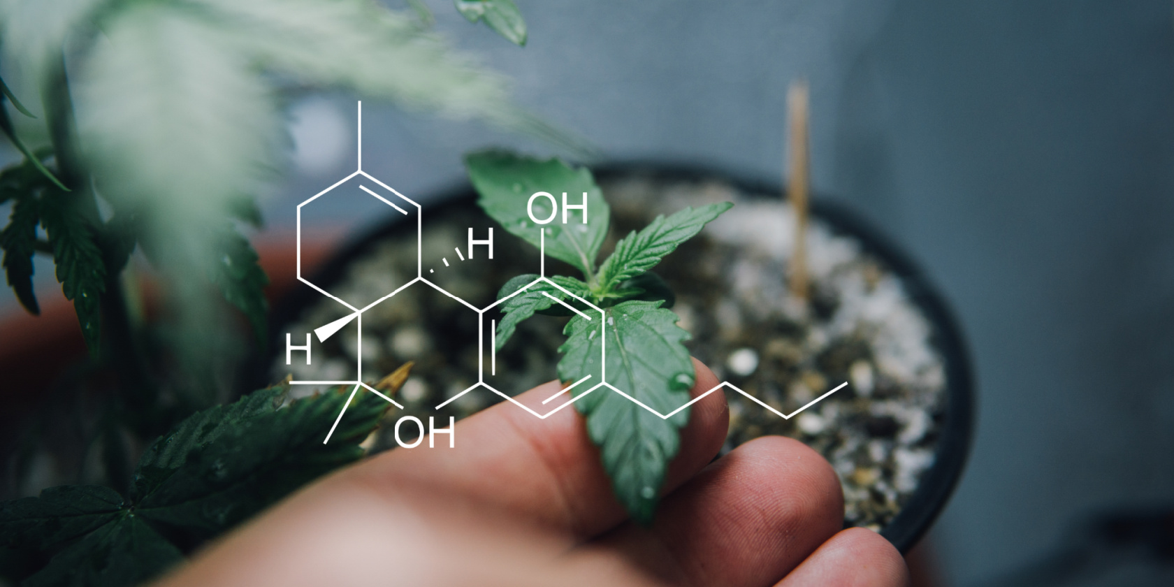 Close-up of a hand holding a young cannabis plant with a white chemical structure overlay representing cannabinoids.
