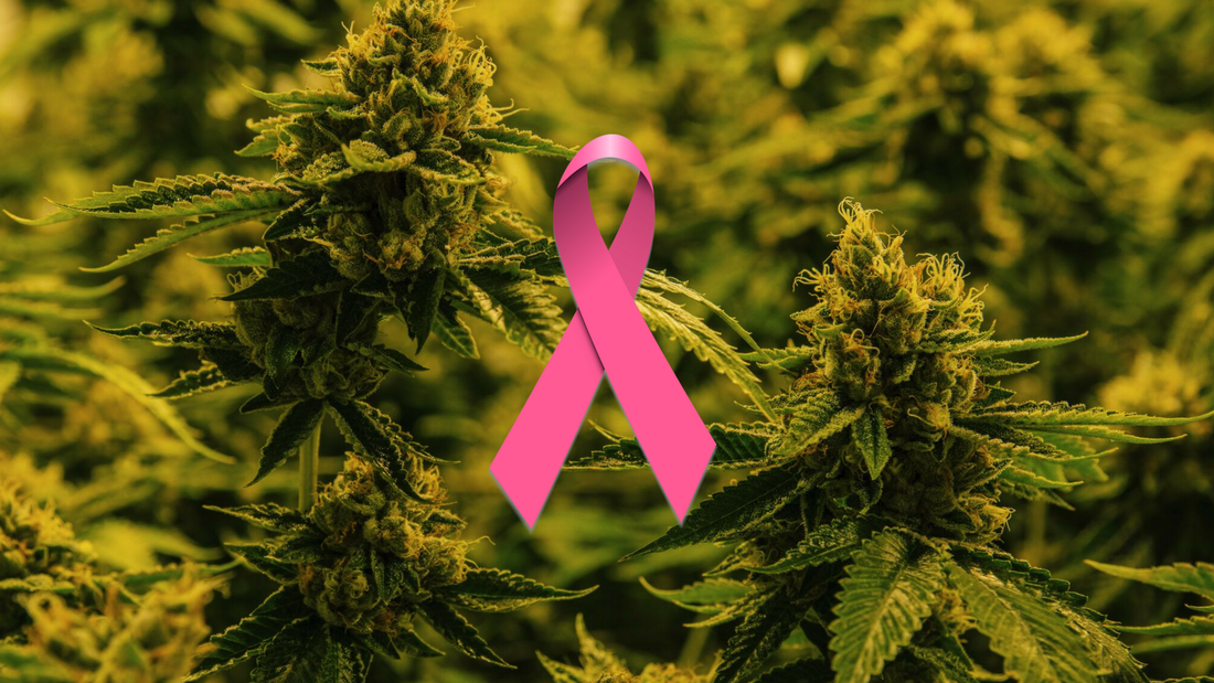 Cannabis plants with a pink breast cancer awareness ribbon displayed in the center.