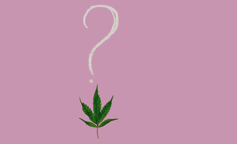 Green cannabis leaf below a white question mark on a pink background, symbolizing uncertainty or questions about cannabis.