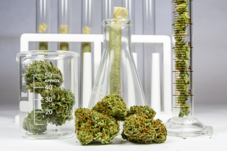 cannabis test bud in vials