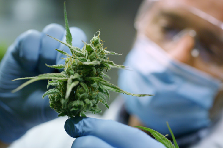 cannabis test inspection